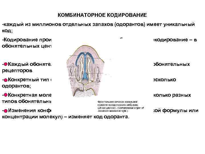Периферический отдел анализатора. Обонятельный анализатор механизм рецепции. Комбинаторная схема кодирования запахов. Органы чувств как периферические отделы анализаторов. Кодирование обонятельной информации.