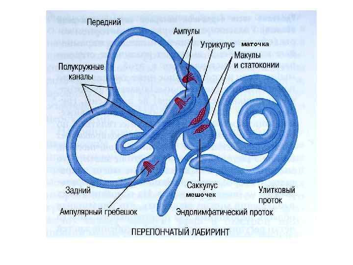 маточка мешочек 