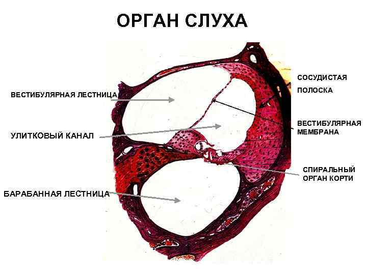 ОРГАН СЛУХА СОСУДИСТАЯ ВЕСТИБУЛЯРНАЯ ЛЕСТНИЦА УЛИТКОВЫЙ КАНАЛ ПОЛОСКА ВЕСТИБУЛЯРНАЯ МЕМБРАНА СПИРАЛЬНЫЙ ОРГАН КОРТИ БАРАБАННАЯ