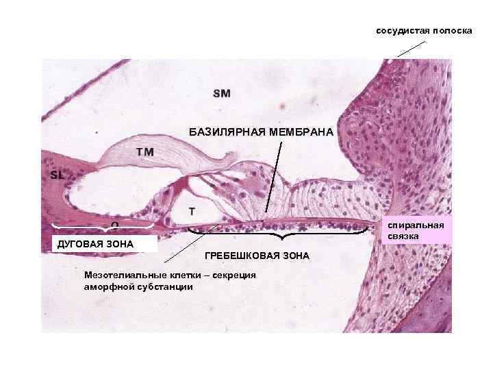 Отделы какого органа чувств изображены на рисунке. Базилярная мембрана уха. Базилярная мембрана внутреннего уха. Базилярная мембрана функции. Базилярная мембрана улитки.