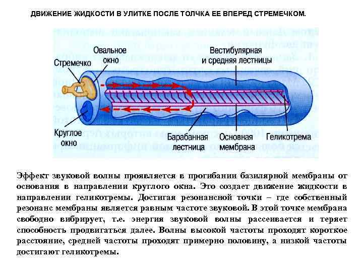 ДВИЖЕНИЕ ЖИДКОСТИ В УЛИТКЕ ПОСЛЕ ТОЛЧКА ЕЕ ВПЕРЕД СТРЕМЕЧКОМ. Эффект звуковой волны проявляется в