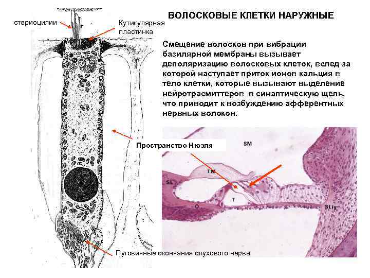 Волоски волосковых клеток