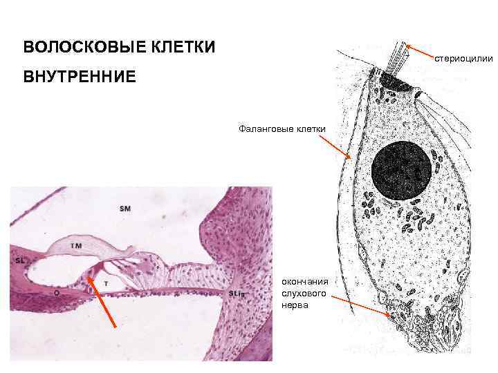 ВОЛОСКОВЫЕ КЛЕТКИ стериоцилии ВНУТРЕННИЕ Фаланговые клетки окончания слухового нерва 