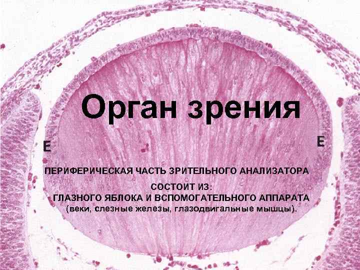 Орган зрения ПЕРИФЕРИЧЕСКАЯ ЧАСТЬ ЗРИТЕЛЬНОГО АНАЛИЗАТОРА СОСТОИТ ИЗ: ГЛАЗНОГО ЯБЛОКА И ВСПОМОГАТЕЛЬНОГО АППАРАТА (веки,