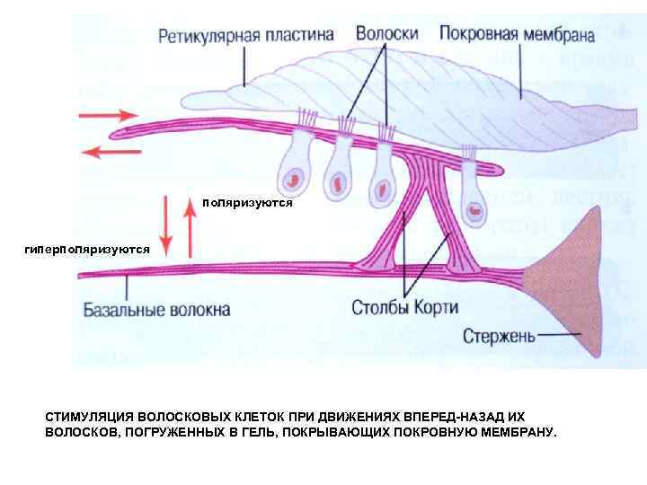 Волоски волосковых клеток