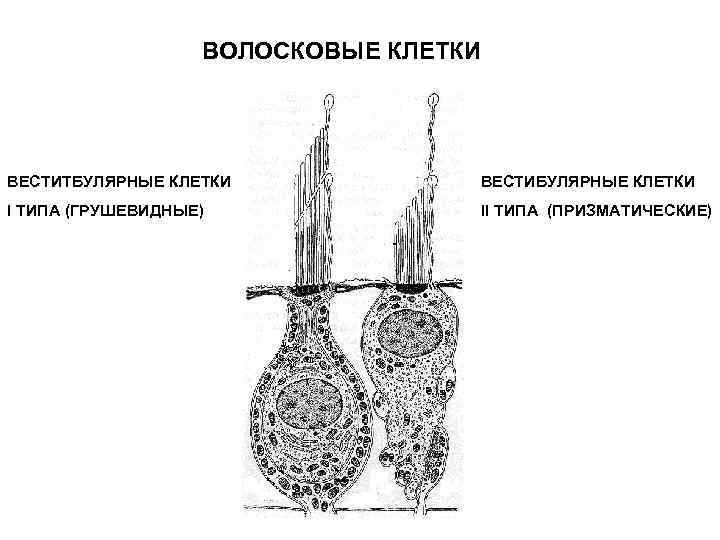 Схема строения волосковых клеток