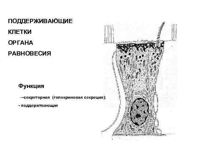 ПОДДЕРЖИВАЮЩИЕ КЛЕТКИ ОРГАНА РАВНОВЕСИЯ Функция –-секреторная (голокриновая секреция); - поддержтвающая 
