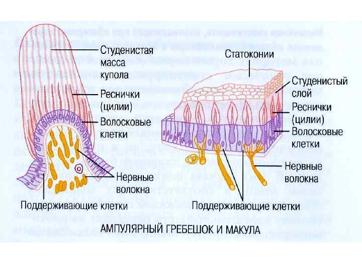 Сделать обозначения клеток и структур на схеме спирального органа