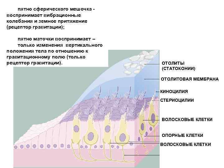 пятно сферического мешочка - воспринимает вибрационные колебания и земное притяжение (рецептор гравитации); пятно маточки