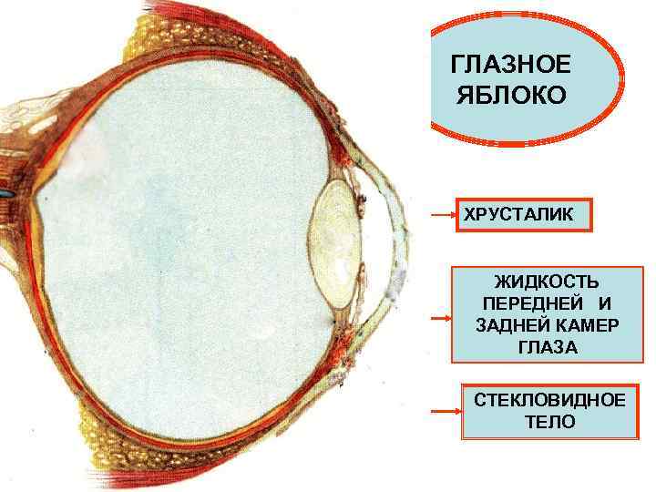 ФИБРОЗНАЯ ОБОЛОЧКА: СКЛЕРА, РОГОВИЦА СОСУДИСТАЯ ОБОЛОЧКА: СОБСТВЕННО СОСУДИСТАЯ, ЦИЛИАРНОЕ ТЕЛО, РАДУЖКА ГЛАЗНОЕ ЯБЛОКО ХРУСТАЛИК