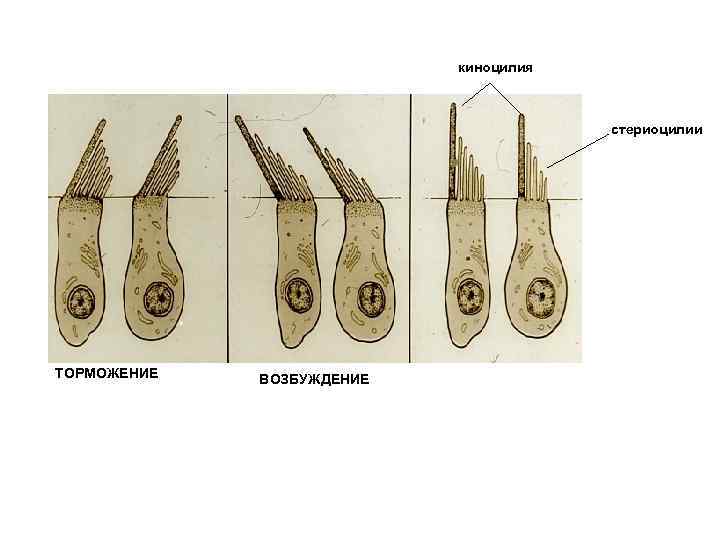 киноцилия стериоцилии ТОРМОЖЕНИЕ ВОЗБУЖДЕНИЕ 