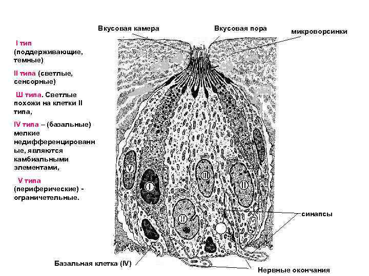Вкусовая камера Вкусовая пора микроворсинки I тип (поддерживающие, темные) Вкусовая II типа (светлые, сенсорные)