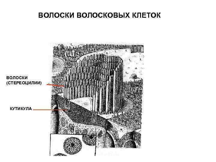 ВОЛОСКИ ВОЛОСКОВЫХ КЛЕТОК ВОЛОСКИ (СТЕРЕОЦИЛИИ) КУТИКУЛА 