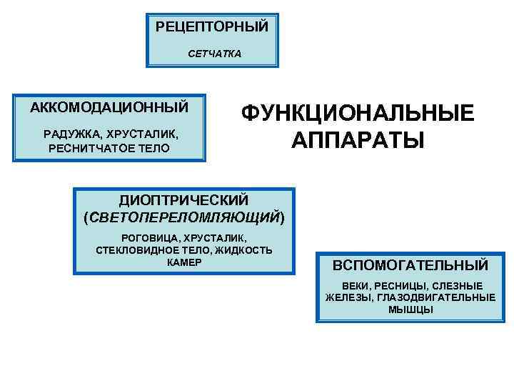 РЕЦЕПТОРНЫЙ СЕТЧАТКА АККОМОДАЦИОННЫЙ РАДУЖКА, ХРУСТАЛИК, РЕСНИТЧАТОЕ ТЕЛО ФУНКЦИОНАЛЬНЫЕ АППАРАТЫ ДИОПТРИЧЕСКИЙ (СВЕТОПЕРЕЛОМЛЯЮЩИЙ) РОГОВИЦА, ХРУСТАЛИК, СТЕКЛОВИДНОЕ