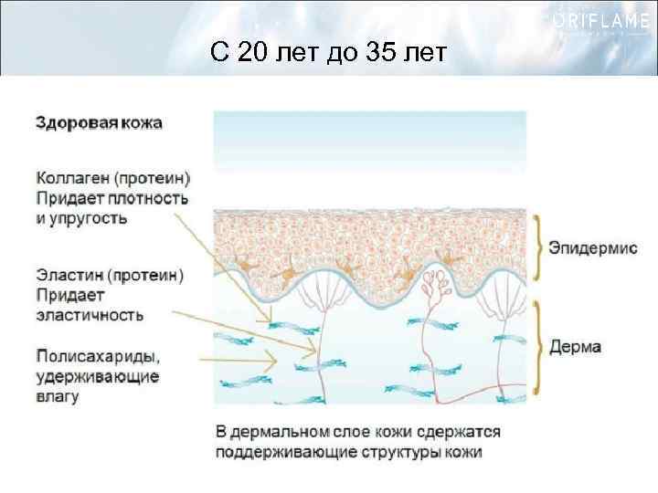 С 20 лет до 35 лет 