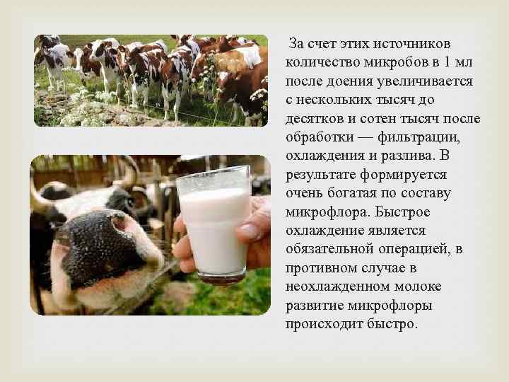 За счет этих источников количество микробов в 1 мл после доения увеличивается с нескольких