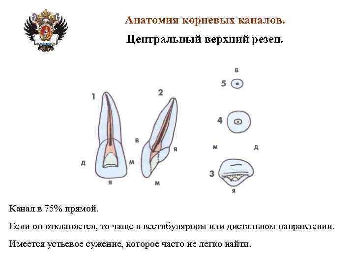 Анатомия корневых каналов презентация