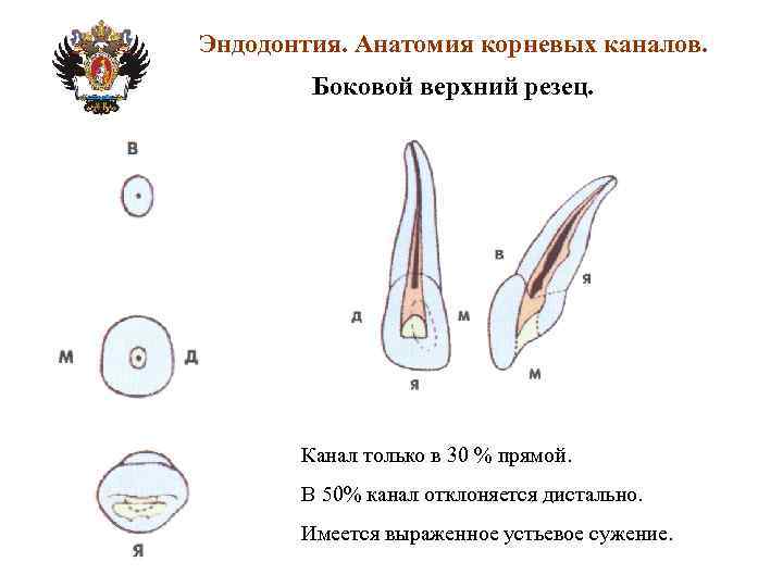 Схема корневых каналов