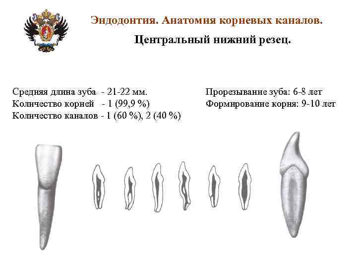 Каналы в 37 зубе схема - 85 фото