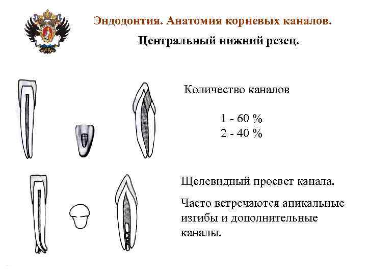 Анатомия корневых каналов презентация