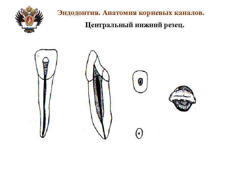 Анатомия каналов