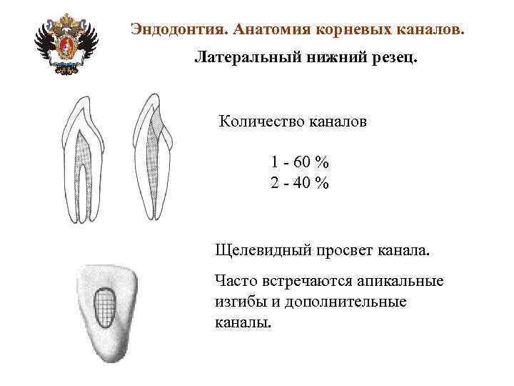 Анатомия корневых каналов презентация