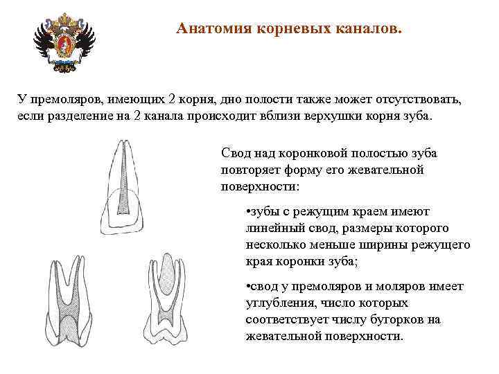 Анатомия корневых каналов. У премоляров, имеющих 2 корня, дно полости также может отсутствовать, если