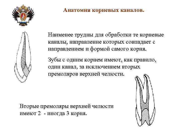 Анатомия корневых каналов презентация