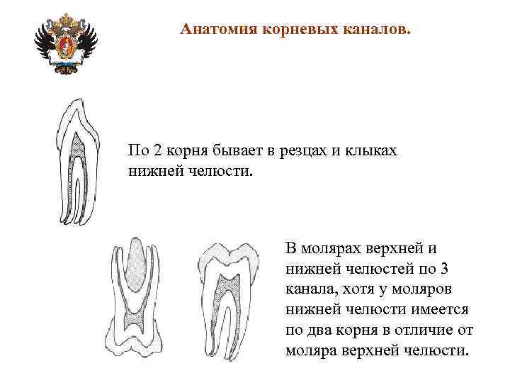 Анатомия корневых каналов презентация