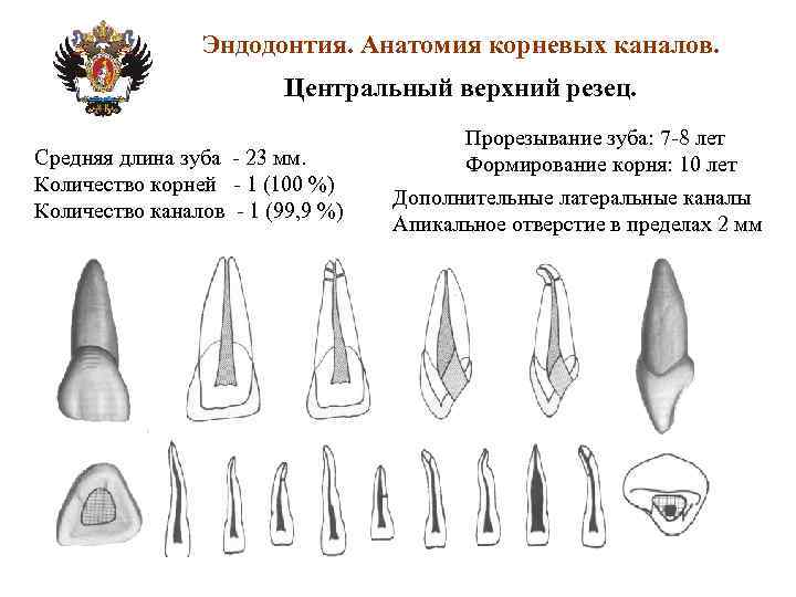 Анатомия корневых каналов презентация