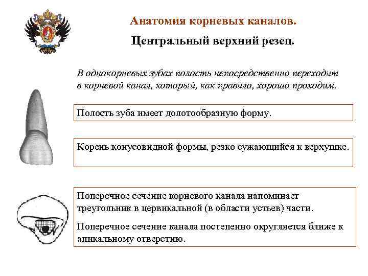 Анатомия корневых каналов презентация