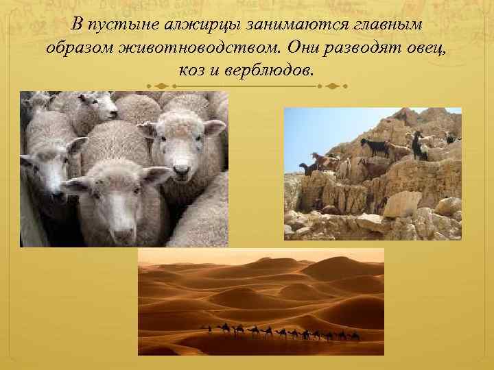 В пустыне алжирцы занимаются главным образом животноводством. Они разводят овец, коз и верблюдов. 