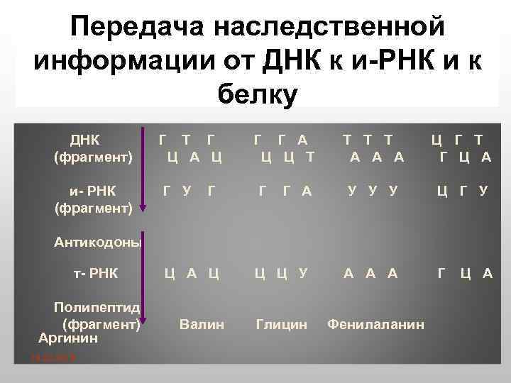 Передача наследственной информации от ДНК к и-РНК и к белку ДНК Г Т Г