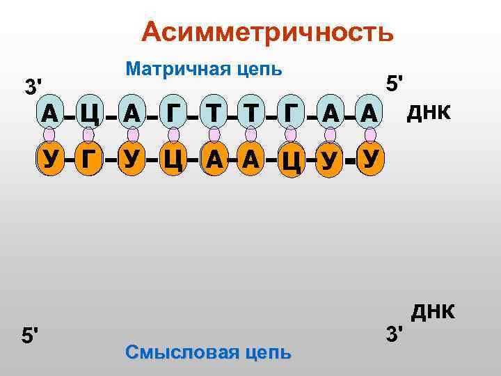 Асимметричность 3' Матричная цепь А Ц А Т Г У 5' Г Т Т