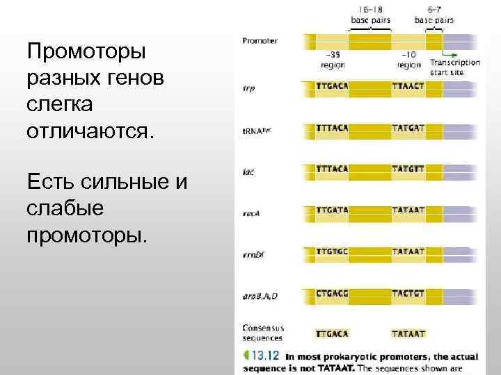 Промоторы разных генов слегка отличаются. Есть сильные и слабые промоторы. 