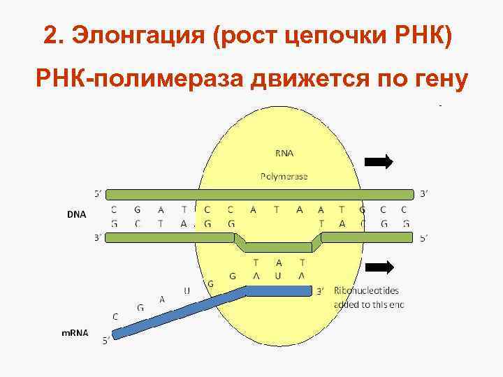 Схема реализации наследственной информации в клетке