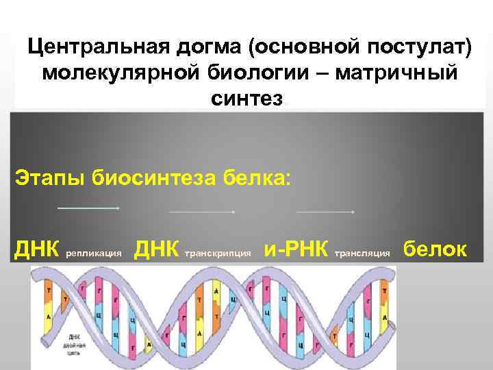 Центральная догма (основной постулат) молекулярной биологии – матричный синтез. Этапы биосинтеза белка: ДНК репликация