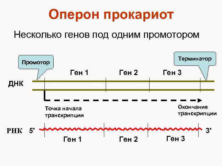 Оперон прокариот Несколько генов под одним промотором Терминатор Промотор Ген 1 ДНК АТГ Ген
