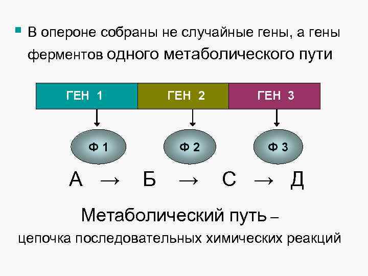 § В опероне собраны не случайные гены, а гены ферментов одного метаболического пути ГЕН