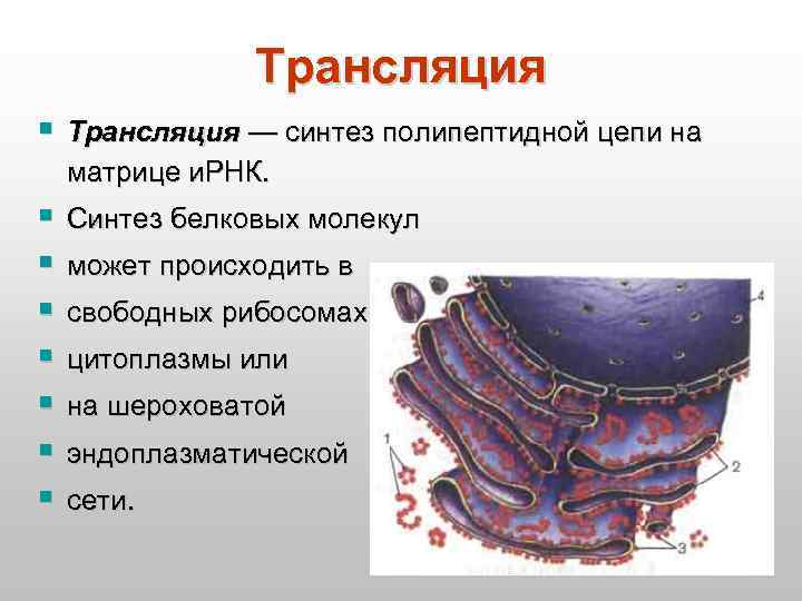 Трансляция § Трансляция — синтез полипептидной цепи на матрице и. РНК. § Синтез белковых