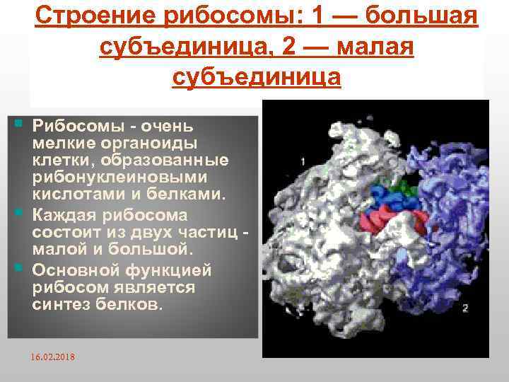 Строение рибосомы: 1 — большая субъединица, 2 — малая субъединица § § § Рибосомы