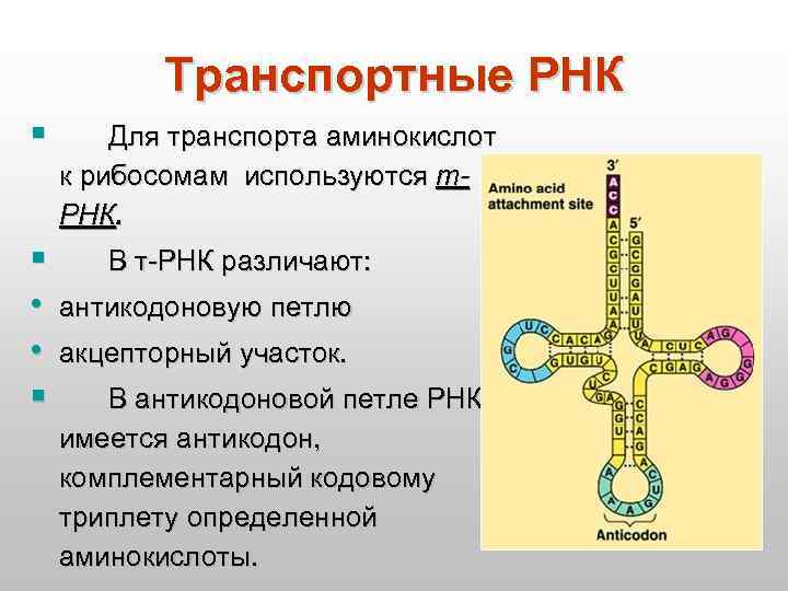 Число т рнк. Транспортная РНК. Акцепторный конец ТРНК. ТРНК. Акцепторный стебель ТРНК.