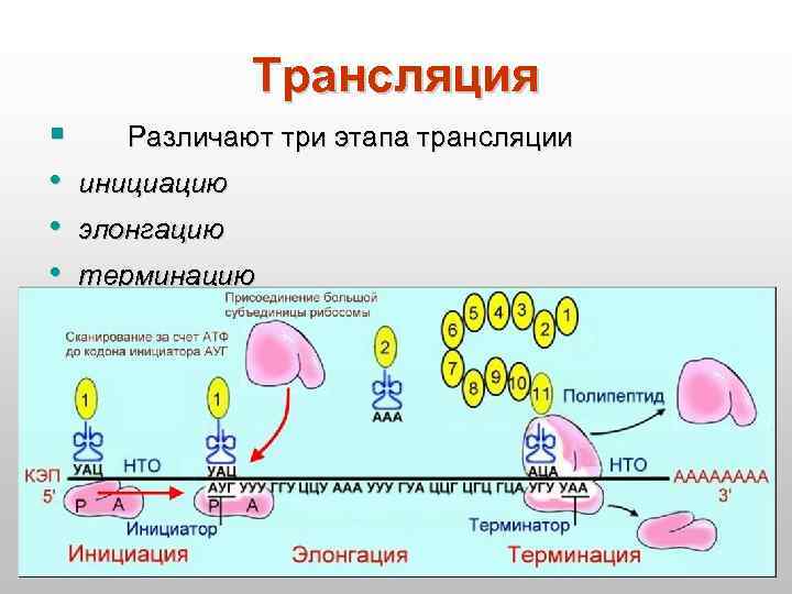 Трансляция § Различают три этапа трансляции • инициацию • элонгацию • терминацию § 
