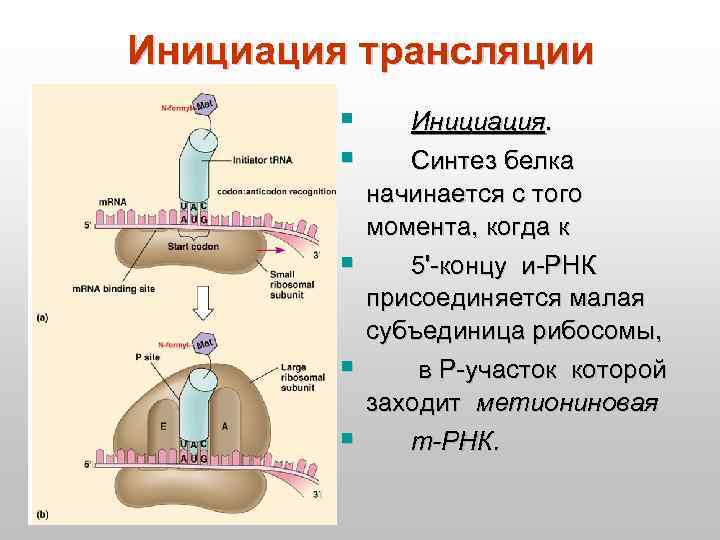 Инициация трансляции § § § Инициация. Синтез белка начинается с того момента, когда к