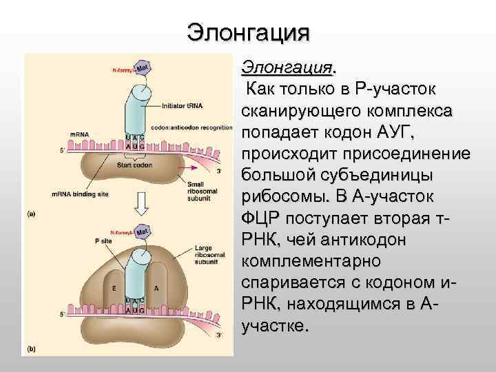 Элонгация. Как только в Р-участок сканирующего комплекса попадает кодон АУГ, происходит присоединение большой субъединицы