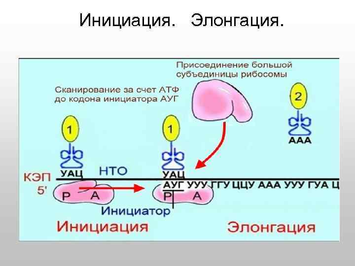 Схема реализации наследственной информации в клетке