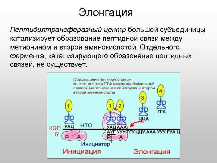 Элонгация Пептидилтрансферазный центр большой субъединицы катализирует образование пептидной связи между метионином и второй аминокислотой.