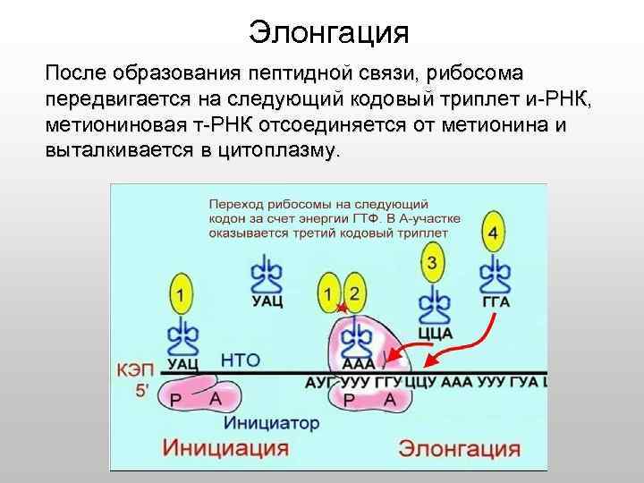 Элонгация После образования пептидной связи, рибосома передвигается на следующий кодовый триплет и-РНК, метиониновая т-РНК