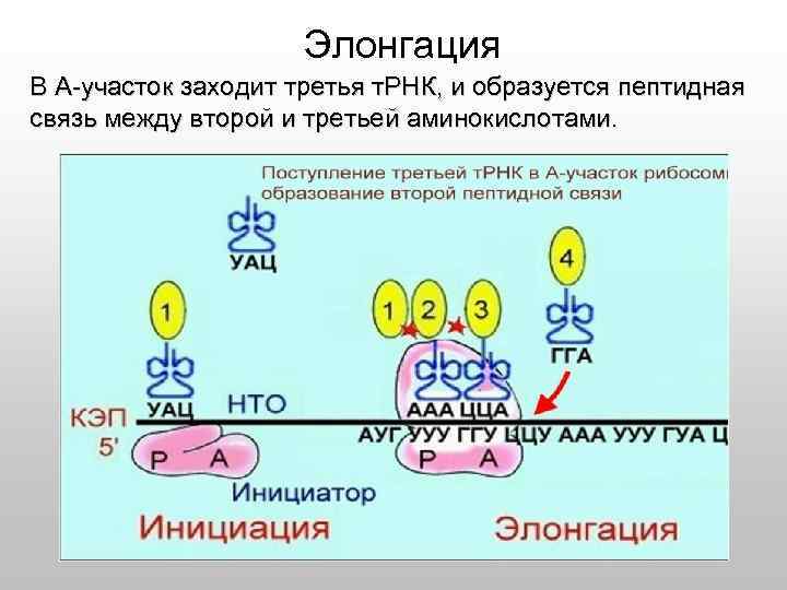 Элонгация В А-участок заходит третья т. РНК, и образуется пептидная связь между второй и