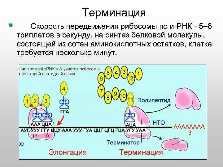 Передача наследственной информации. Терминация. Рибосома ДНК И РНК. Терминация рибосом это. Биосинтез РНК терминация.